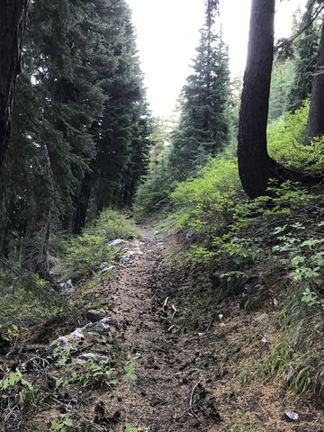 The trail out to Collins Peak was in top shape