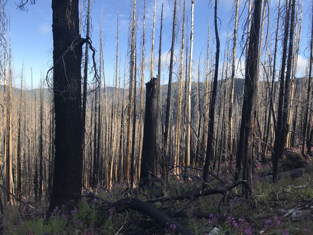 A burned area near Collins Peak (Surveyors Ridge in the background)