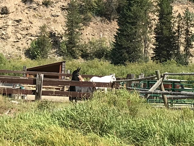 The USFSs equestrian operation at Red Ives