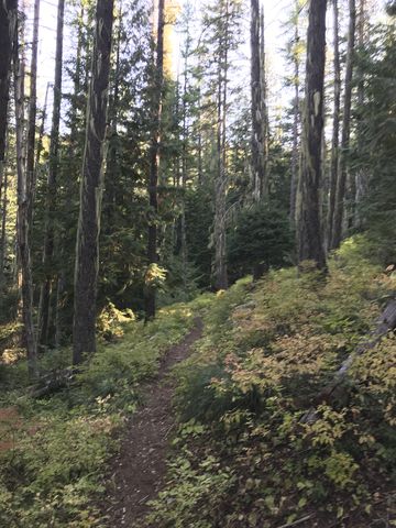 Well-maintained trail #924 switbacks up a flank of Goat Peak