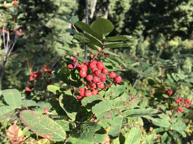 Mountain ash berries