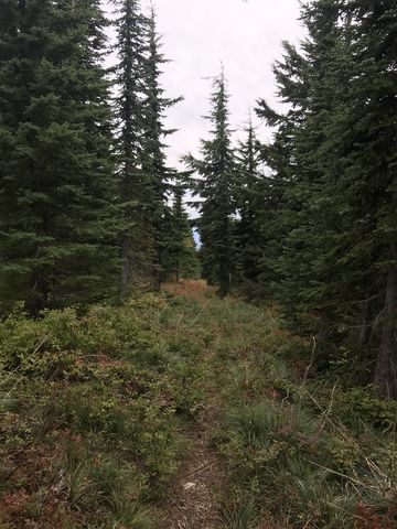 Most of the Goat Ridge trail is hemmed in by trees, with a thick huckleberry understory