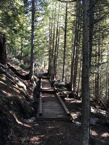 Boardwalk in the early portions of the trail; the upper portions are far drier