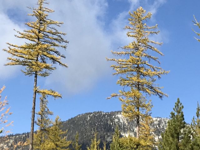 Looking up Fisher Ridge from a clearing