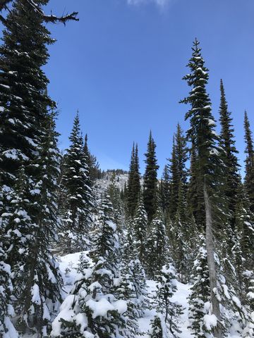 This steep gap is probably the best route to the highest point in North Idaho, an unnamed hump in Fisher Ridge