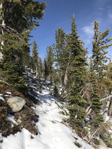 The trail gets narrower on approach to Fisher Ridge