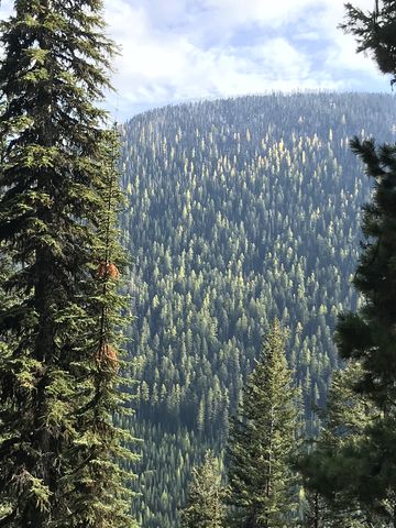 Larches turning color on Russell Ridge