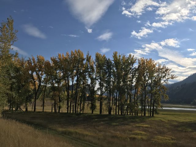 Aspen grove in stunning fall colors