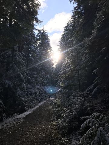 The sun peeking through the trees on the way back