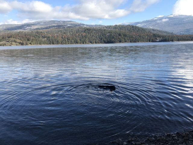 Naughty going for a swim in Upper Priest Lake