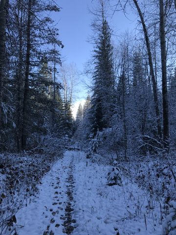 The trail then uses an old forest road. The tracks in the foreground are from a wolf pack