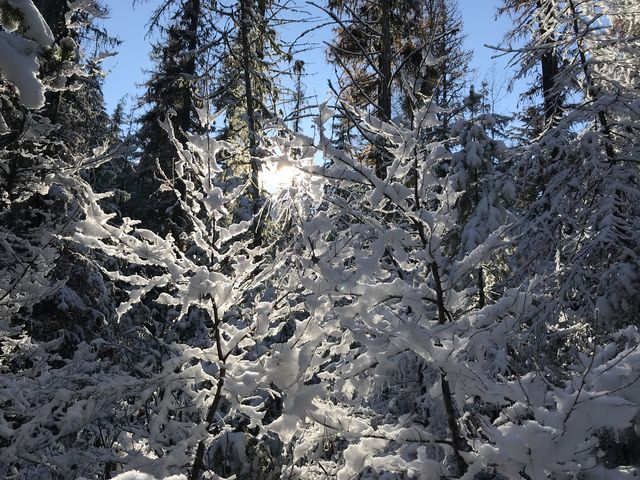 The sun poking through the trees. It was a beautiful day!