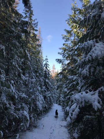 Most of the northern third of trail is on old logging roads