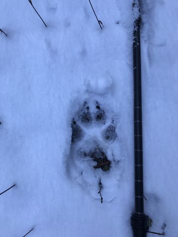 That would be a wolf print