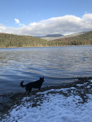 Naughty enjoying the lake