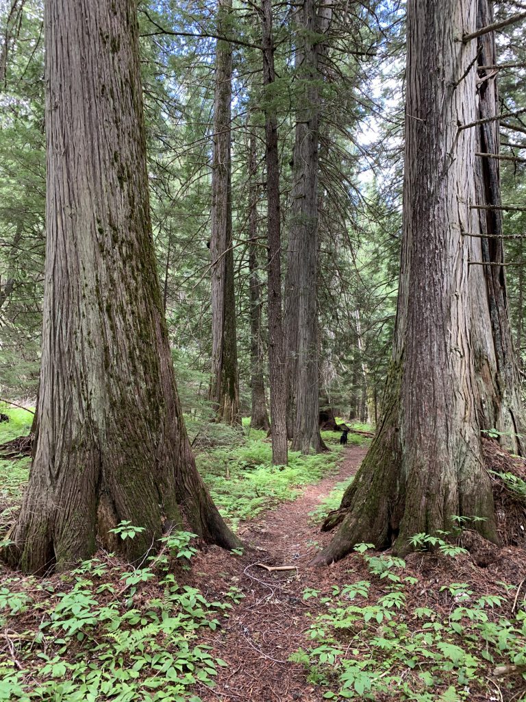 Upper Priest Lake NaughtyHiker